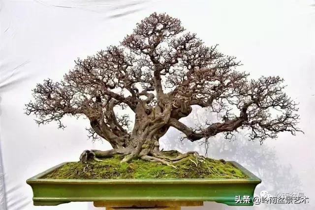 大树型雀梅造型,雀梅盆景怎么养才能爆盆