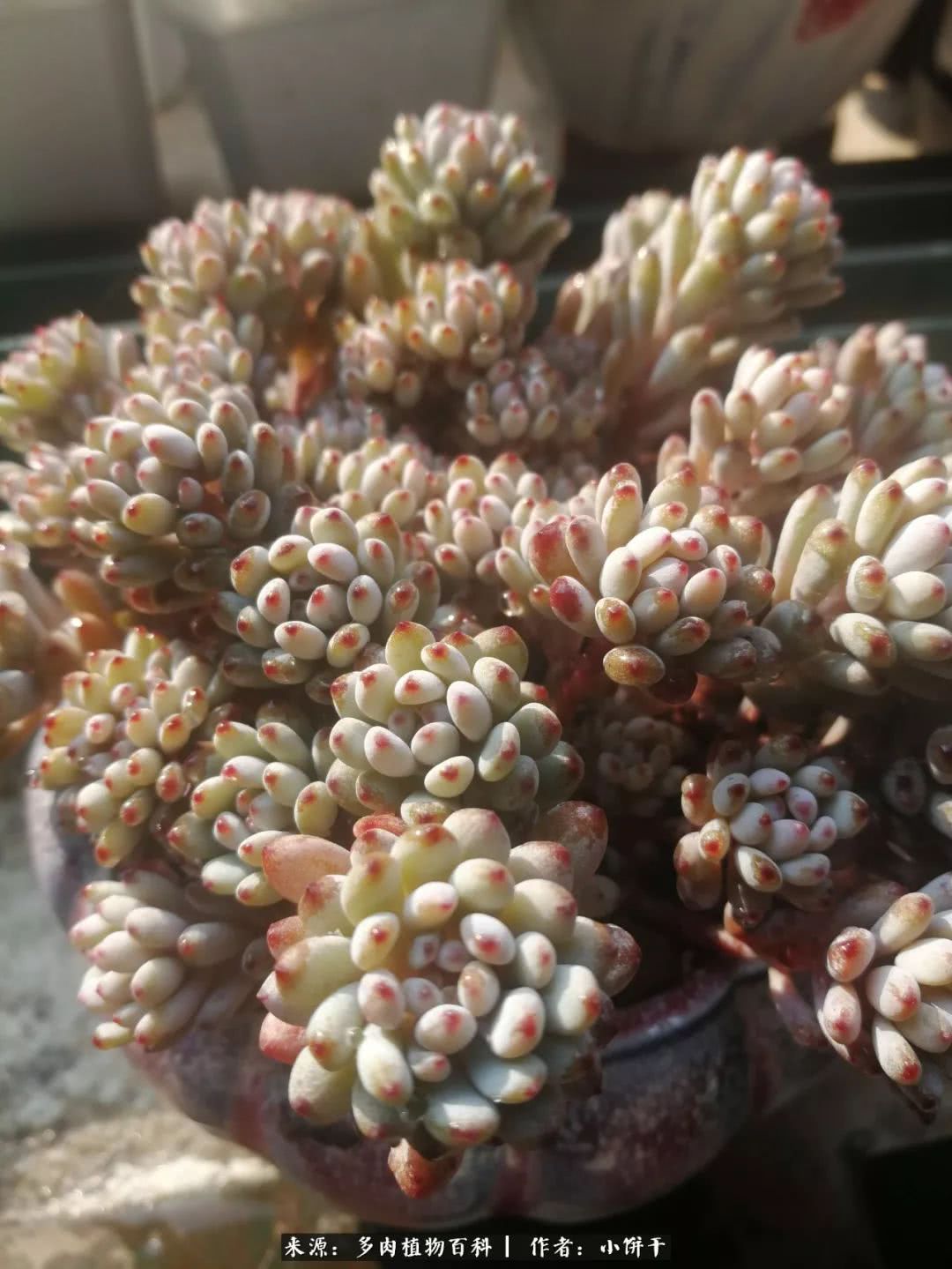 无肉不欢的肉瘾少女，日日沉迷于美色无法自拔！