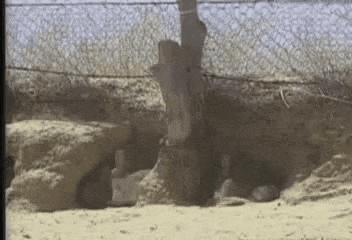 澳洲的兔子是怎么泛滥的,澳洲兔子怎么形成的