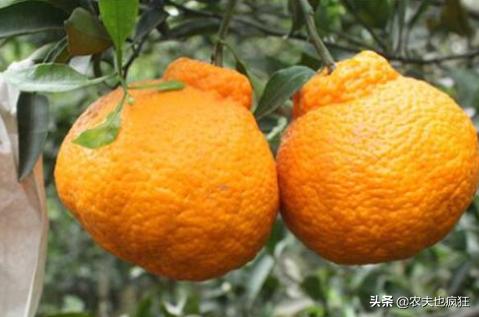 2019丑八怪水果一斤价格,目前最火的网红水果