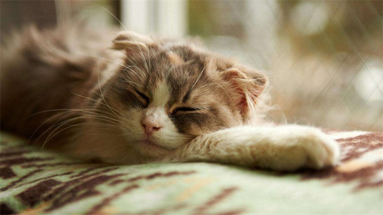 养猫扰民怎么投诉,想养猫但是猫扰民怎么办