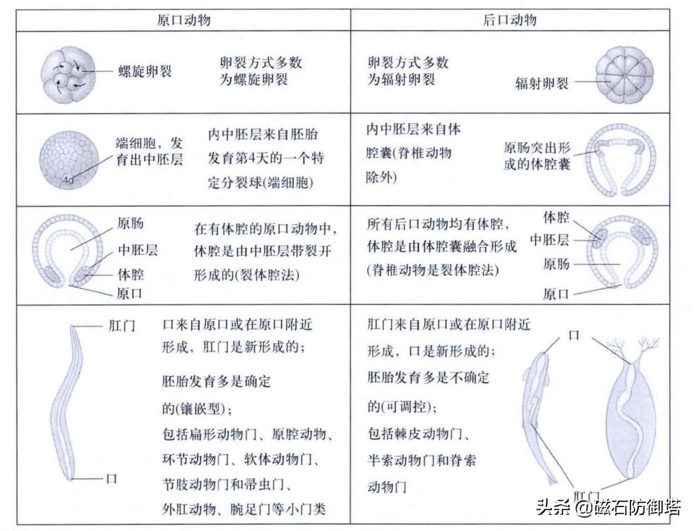 各类动物的起源,原口和后口动物怎么形成的