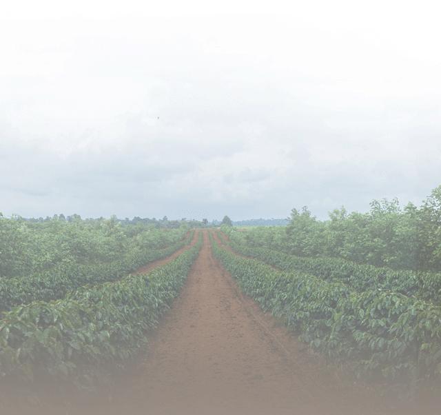 全世界十大咖啡,全世界最好的咖啡沙巴