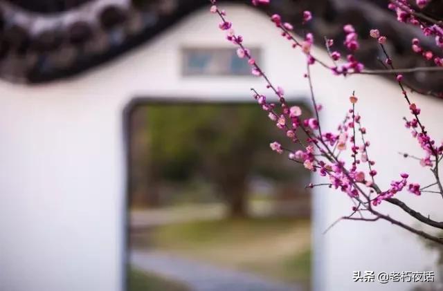 怪体诗的形式有哪些,那些奇葩诗人