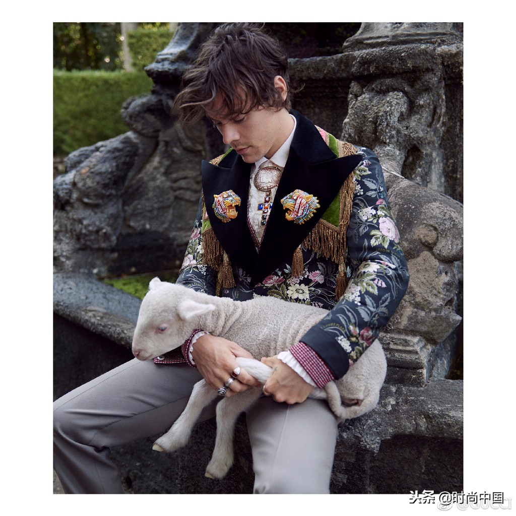 倪妮同款小猫咪,倪妮李宇春奇妙的动物