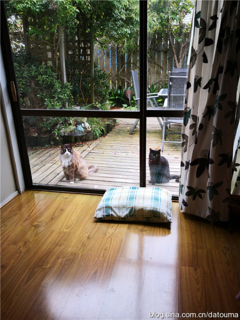 在新西兰你活得多自在,新西兰成功治好了我的焦虑