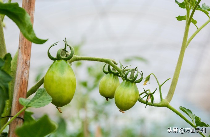 这个夏日，看这个美女如何在浙江乌村的第一百种玩法