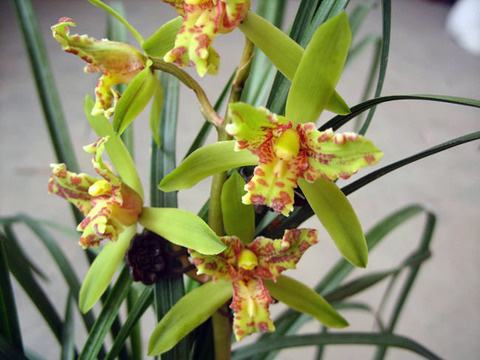 蕙兰花苞消苞怎么挽救,蕙兰花苞怎么处理