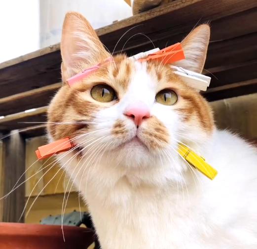 大橘猫一直受委屈被三只母猫欺负,邻居家猫老是来我家怎么办