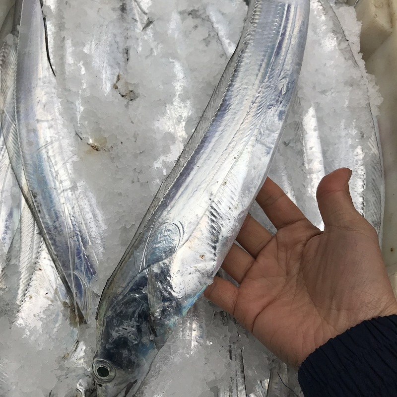 挑选带鱼的时候最好选择黄眼带鱼,选带鱼要选黄眼睛还是小眼睛