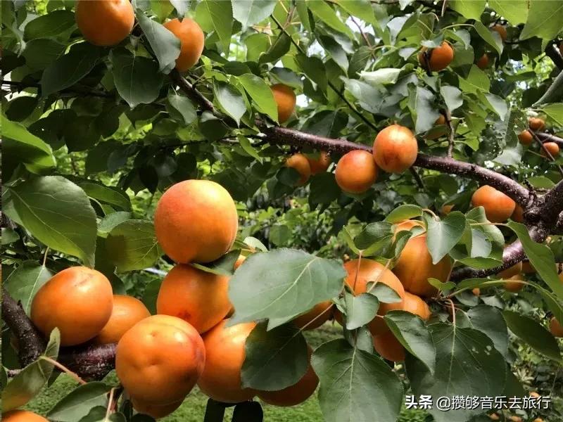 四川阿坝我的家乡,我的家乡汶川特色美景