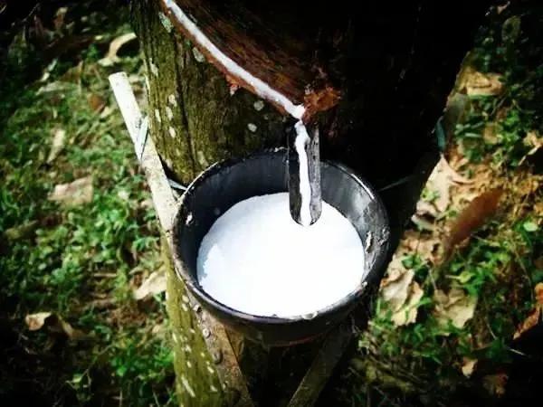 泰国皇室乳胶枕品牌 (泰国防螨抑菌天然乳胶枕头)