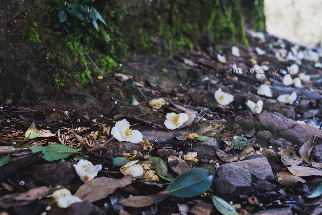 康泰时f2镜头评测,康泰时contaxg21f2.8镜头