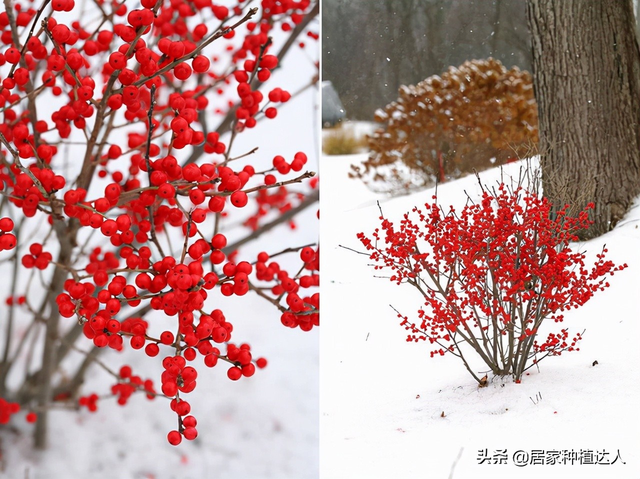 北美冬青开花图片,北美冬青的叶子