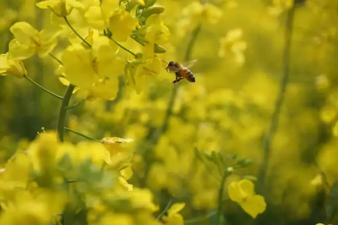 今日春分正是人间好时节,春分小常识每日分享