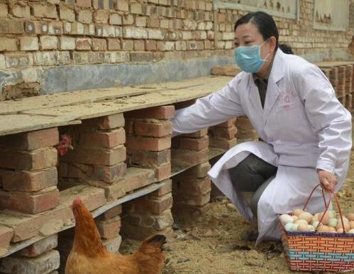 禽病的综合防治（饲养管理篇）