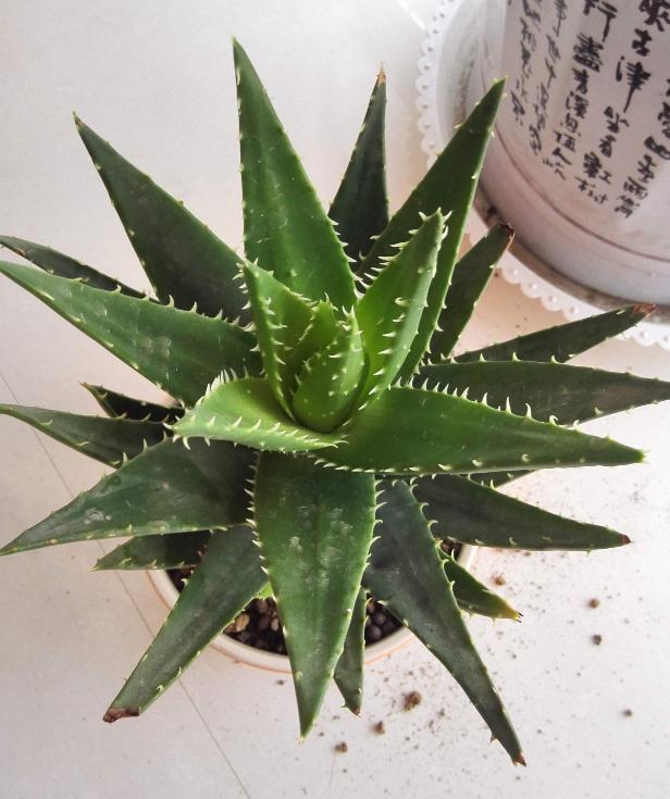 盆栽芦荟底部叶片干黄怎么办,养芦荟怎么规避黄叶落叶