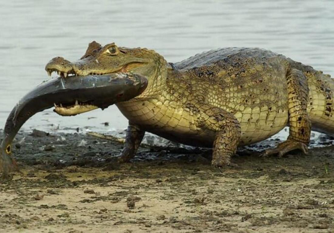 鳄类养殖方法,鳄龟养殖有什么用
