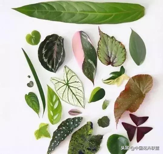 打翻了调色盘的花,打翻了调色盘的美景