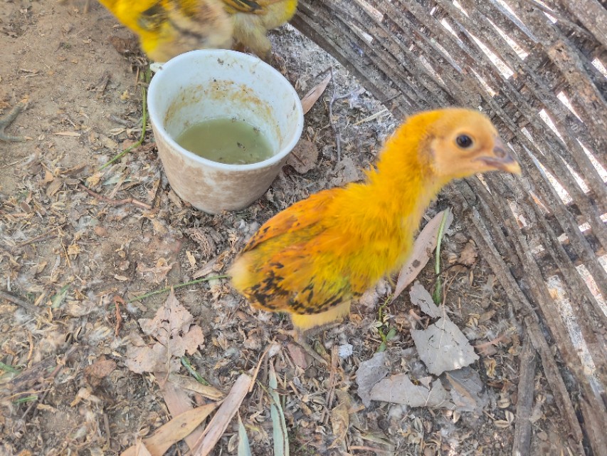 如何喂养小鸡成活率高,出壳小鸡怎么养成活率高