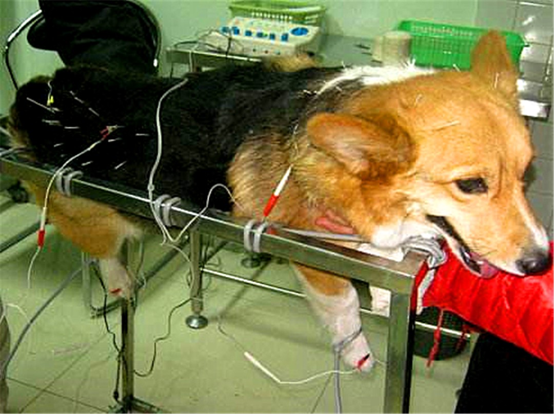 辟谣，狗狗也会腰椎盘突出，不合理运动伤害大，注意三点正确护理