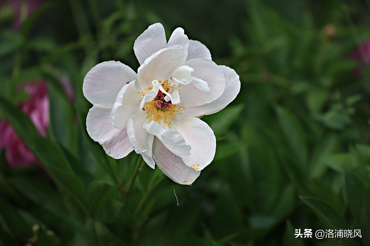 大院绿化的回忆——顺便看看院里的芍药定个究竟有多少种？