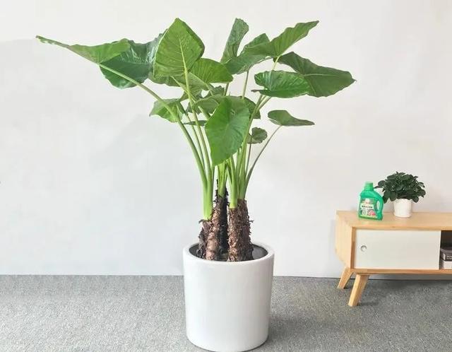 怎么养护滴水观音,养护滴水观音