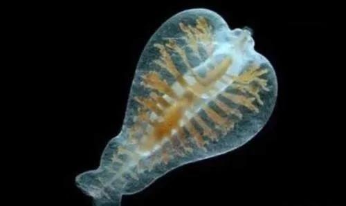 3000米长的泰坦巨蟒至今在吗,泰坦巨蟒最大能长多少米