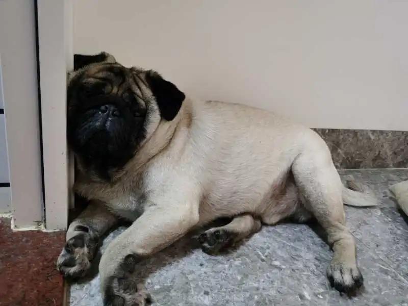 模仿狗狗睡姿,分享下你家狗子的睡姿