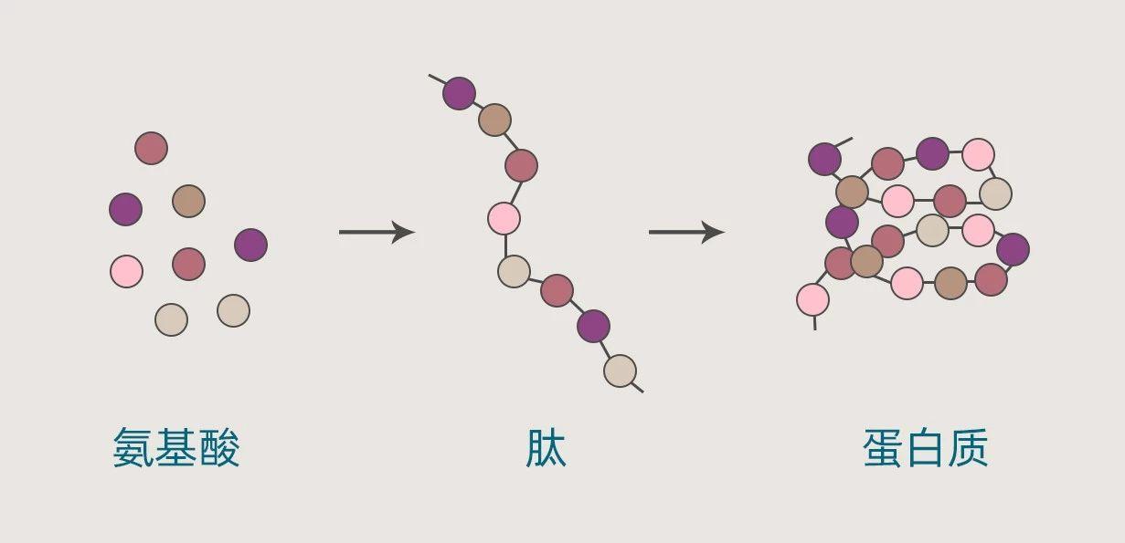 普及胶原蛋白对面部的优势,youngdoctor胶原蛋白肽是智商税吗