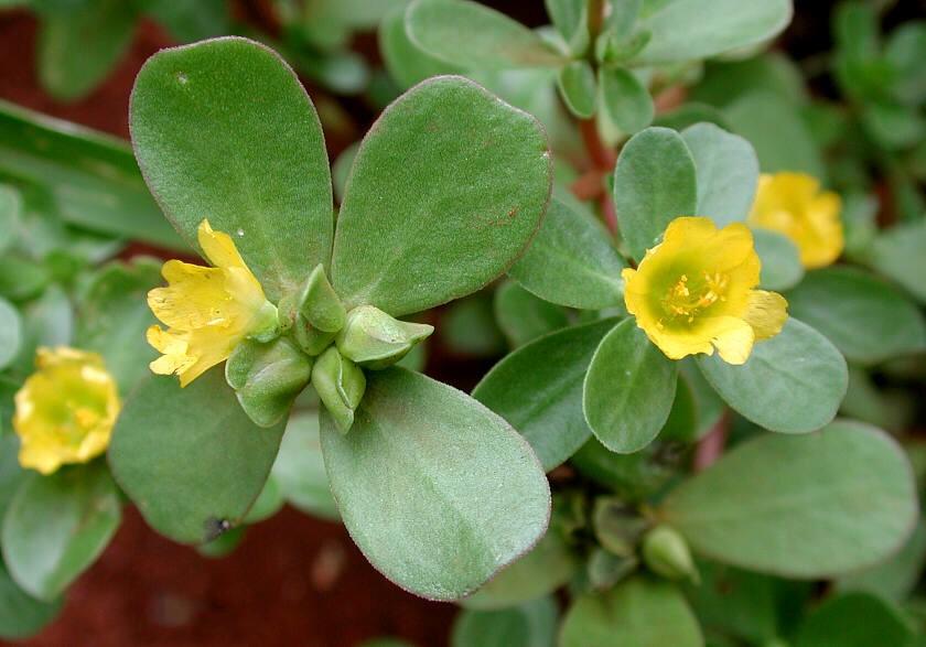 四逆汤合厚朴半夏生姜甘草人参汤,六君子汤合半夏厚朴汤