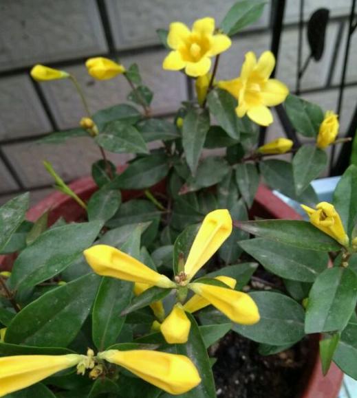 养茉莉怎么修剪,香水茉莉花的养殖方法和修剪方法