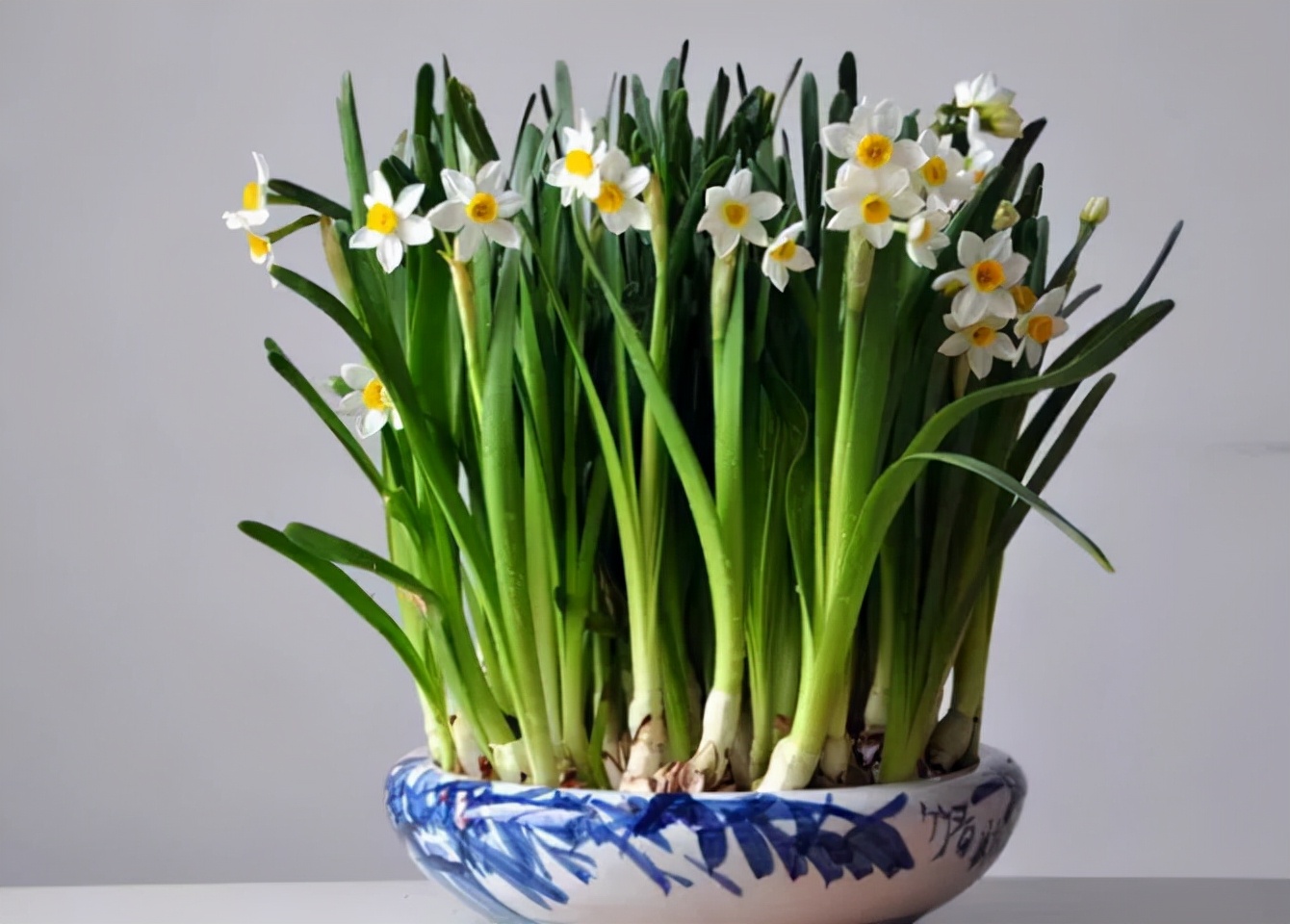 一帆风顺花有毒吗对小孩有影响吗,气味对身体有害的盆栽花卉