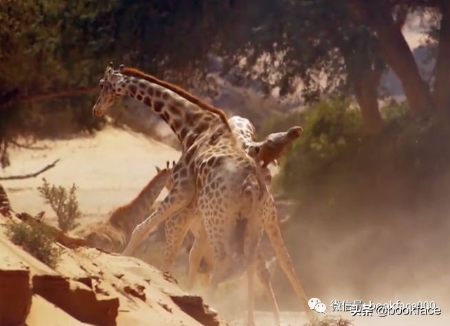 你这个坏怂，尽显渣之本色