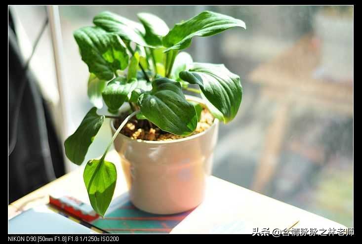 家里植物长得不好有什么说法,家里什么植物都养不好是什么原因