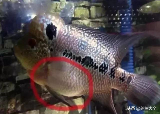 鱼类肠炎的几种情况及应对办法,鱼类肠炎的原因