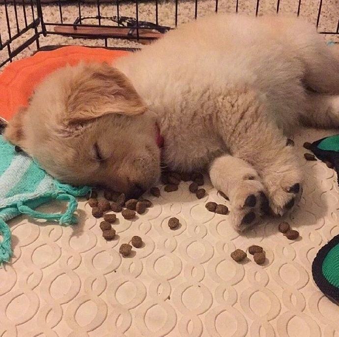 小奶狗刚到家一直叫该怎么办,刚到家的小奶狗为何总爱叫