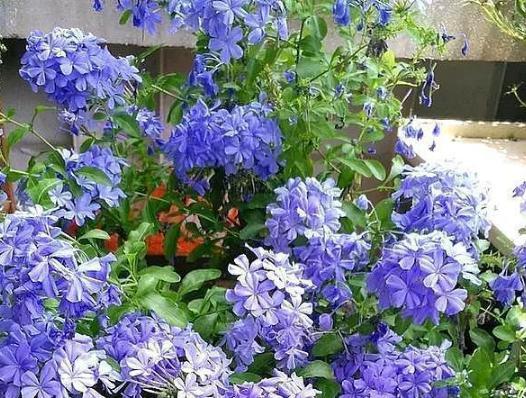 家庭盆栽废茶渣沤肥,牛奶和淘米水沤肥