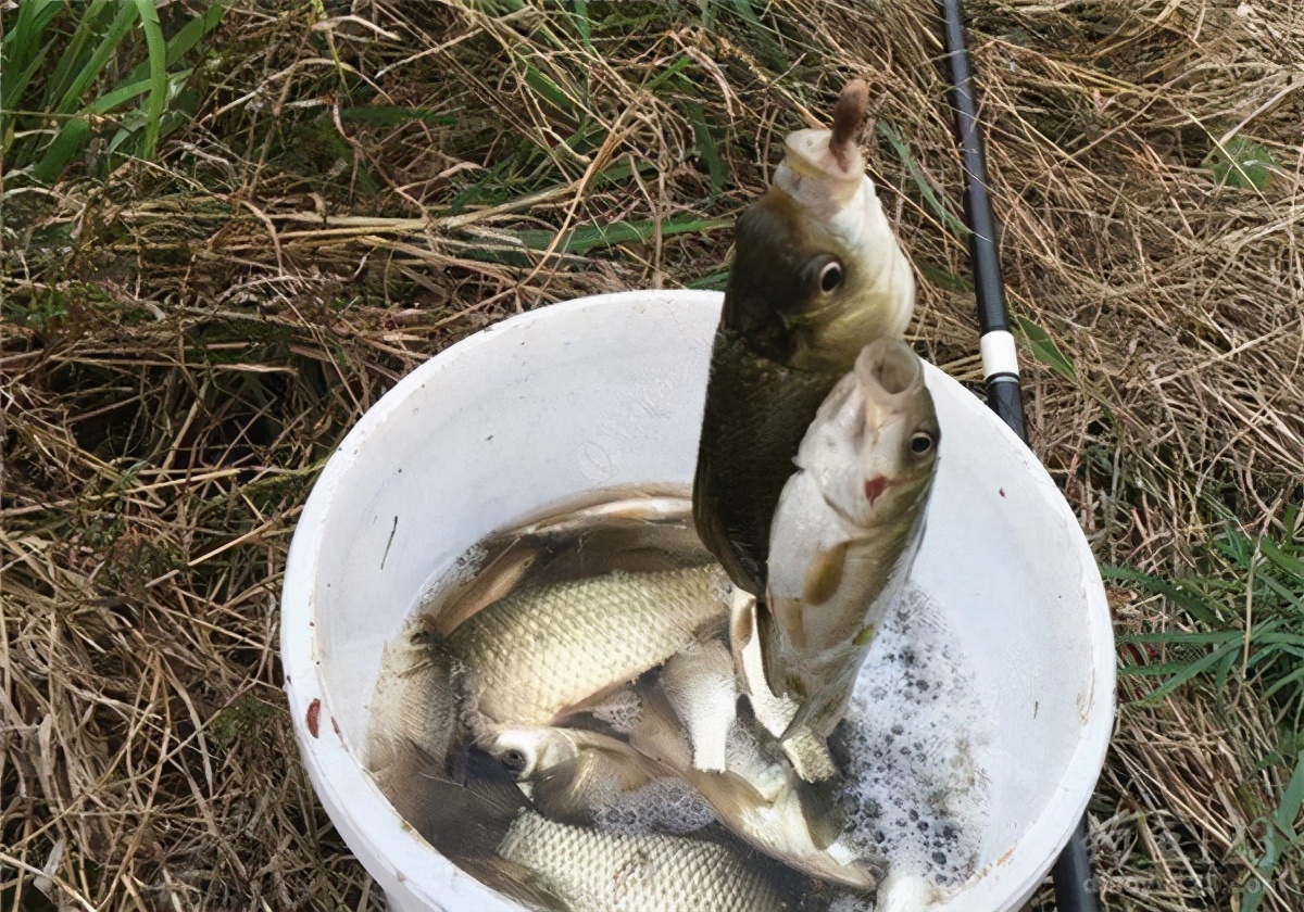 邓刚钓到过几次百斤巨青,邓刚斩获巨青