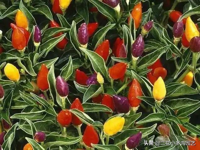 365种·常见花卉图谱，观果和多肉植物收藏篇