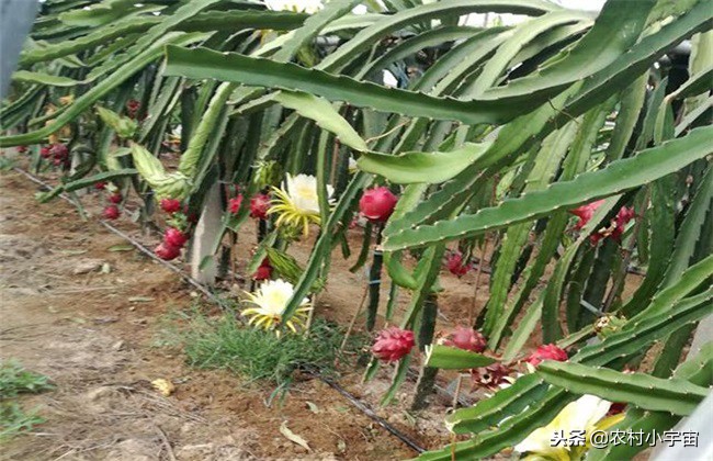 红心火龙果栽培最佳时间,红心火龙果如何种植养护