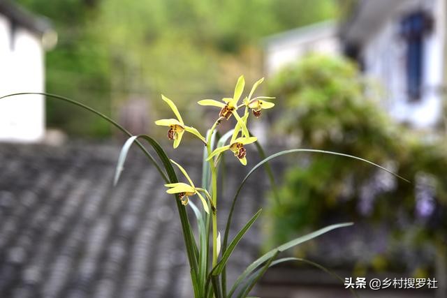 养好兰花注意这几点,养好兰花诀窍