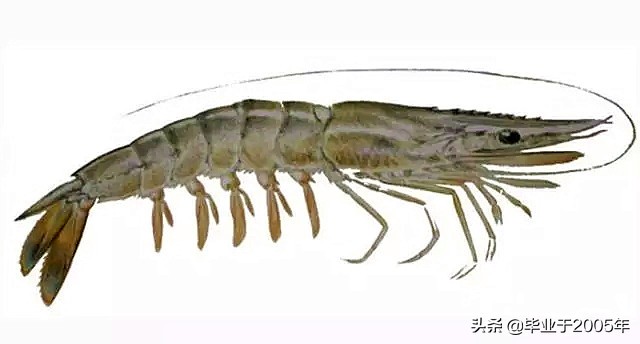 大连什么品种的虾好吃,大连哪里的虾最正宗