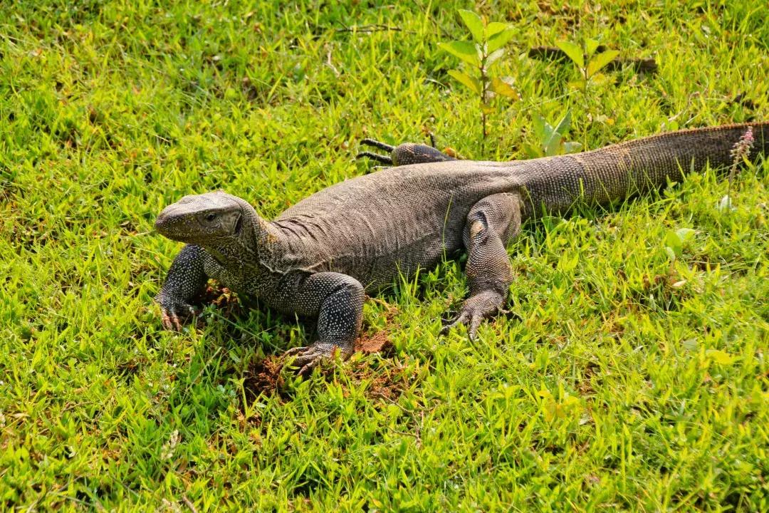 斯里兰卡的风景,风景优美而且物价便宜