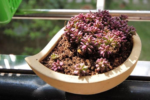 好看好养的种子,好看又好养的品种