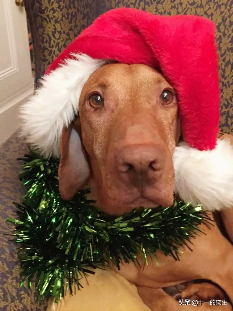 狗狗误食巧克力后有什么反应症状,狗狗要是误食巧克力会有什么反应