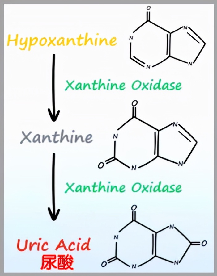 低零嘌呤啤酒排名,原浆啤酒尿酸变化