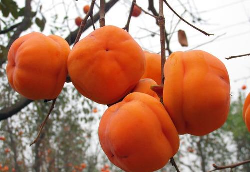 柿子做的馒头窝窝头,柿子做的饼叫什么