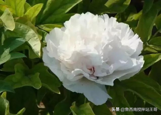 牡丹十大品种九大花系,牡丹进口品种图片及名称