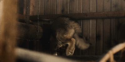 二哈多哥极限逃跑,多哥为什么跟其他哈士奇不一样